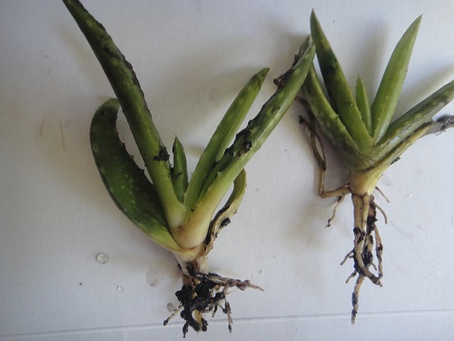 aloe vera plant